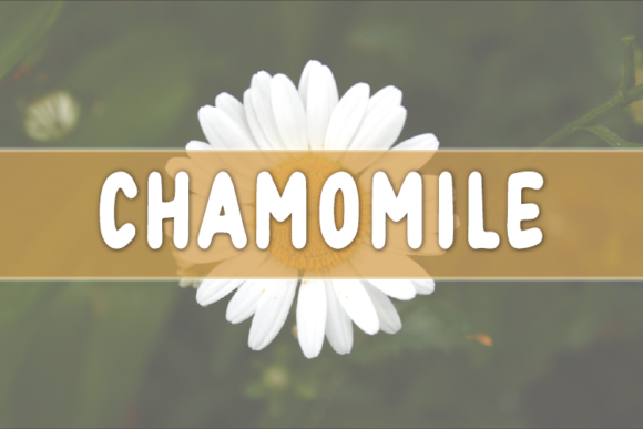 Chamomile Font for Professional Branding